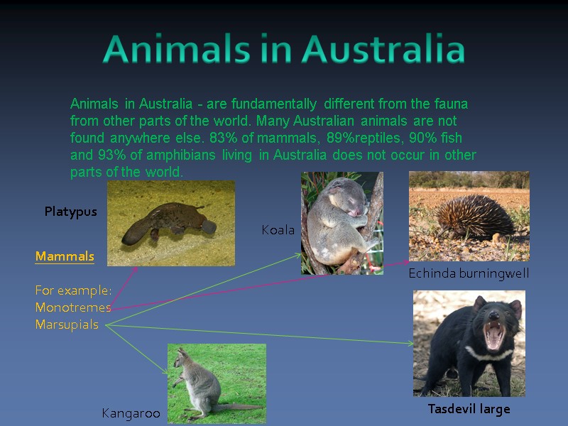 Animals in Australia - are fundamentally different from the fauna from other parts of
